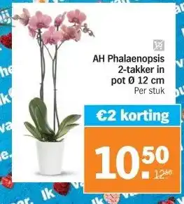 Albert Heijn AH Phalaenopsis 2-takker in pot 0 12 cm aanbieding