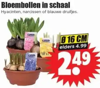 Dirk Bloembollen in schaal aanbieding