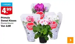 Hoogvliet Primula Sweet Kisses aanbieding