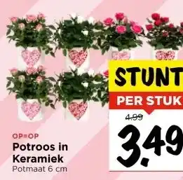 Vomar Voordeelmarkt OP=OP Potroos in Keramiek Potmaat 6 cm aanbieding