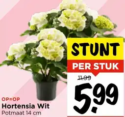 Vomar Voordeelmarkt Hortensia Wit aanbieding