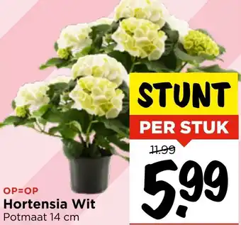 Vomar Voordeelmarkt Hortensia Wit aanbieding