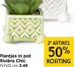 Xenos Plantjes in pot Rivièra Chic aanbieding