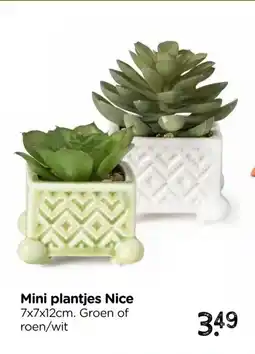 Xenos Mini plantjes Nice aanbieding