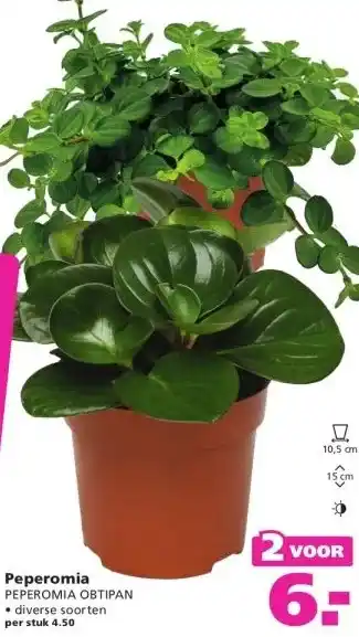 Ranzijn Peperomia aanbieding