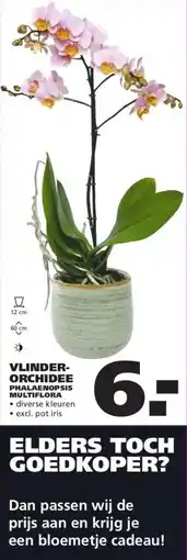 Ranzijn VLINDER- ORCHIDEE aanbieding