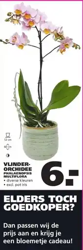 Ranzijn VLINDER- ORCHIDEE aanbieding