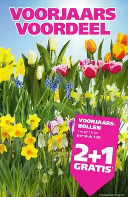 Ranzijn VOORJAARS-BOLLEN aanbieding