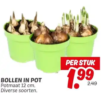 Dekamarkt Bollen in pot aanbieding