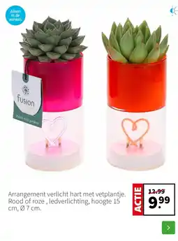 Intratuin Arrangement verlicht hart met vetplantje. Rood of roze , ledverlichting, hoogte 15 cm, Ø 7 cm. aanbieding