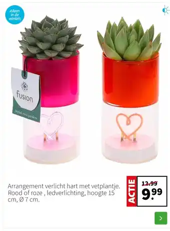 Intratuin Arrangement verlicht hart met vetplantje. Rood of roze , ledverlichting, hoogte 15 cm, Ø 7 cm. aanbieding