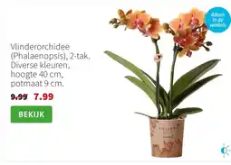 Intratuin Vlinderorchidee (Phalaenopsis), 2-tak. Diverse kleuren, hoogte 40 cm, potmaat 9 cm. aanbieding