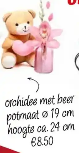 Poiesz Orchidee met beer aanbieding