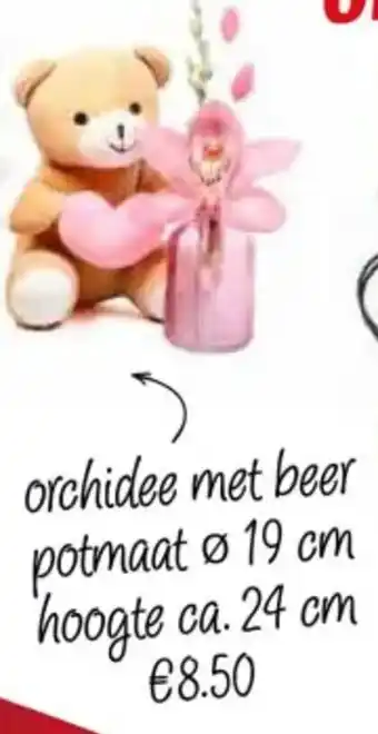 Poiesz Orchidee met beer aanbieding