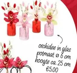 Poiesz orchidee in glas aanbieding