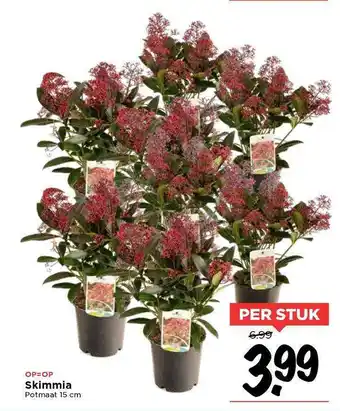 Vomar Voordeelmarkt Skimmia aanbieding