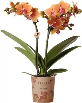 Intratuin Mini Vlinderorchidee 2 tak (Phalaenopsis kolibri) oranje D 9 H 40 cm aanbieding