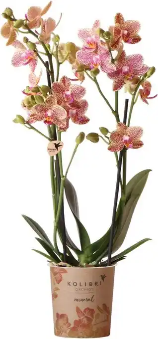 Intratuin Vlinderorchidee 2 tak (Phalaenopsis multiflora 'Oman') D 9 H 40 cm aanbieding