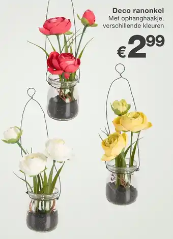 Kik Deco ranonkel aanbieding