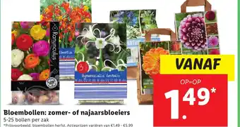 Lidl Bloembollen: zomer of najaarsbloeiers aanbieding