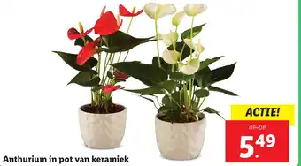 Lidl Anthurium in pot van keramiek aanbieding