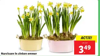 Lidl Narcissen in zinken emmer aanbieding