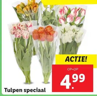 Lidl Tulpen speciaal aanbieding