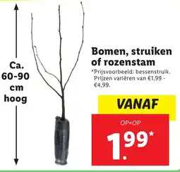 Lidl Bomen, struiken of rozenstam aanbieding