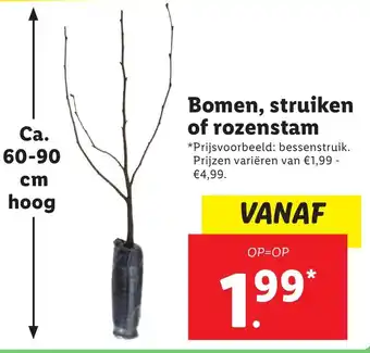 Lidl Bomen, struiken of rozenstam aanbieding