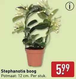 ALDI Stephanotis boog aanbieding