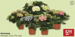 ALDI Hortensia aanbieding