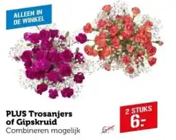 Coop Plus trosanjers of gipskruid aanbieding