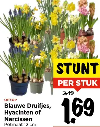 Vomar Voordeelmarkt Blauwe Druifjes, Hyacinten of Narcissen aanbieding