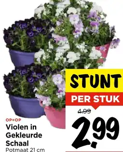 Vomar Voordeelmarkt Violen in Gekleurde Schaal aanbieding