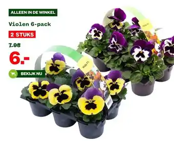 Welkoop Violen 6-pack aanbieding