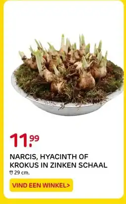 Praxis NARCIS, HYACINTH OF KROKUS IN ZINKEN SCHAAL aanbieding