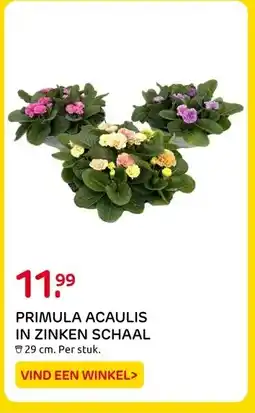 Praxis PRIMULA ACAULIS IN ZINKEN SCHAAL aanbieding