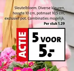 Intratuin Sleutelbloem. Diverse kleuren, aanbieding