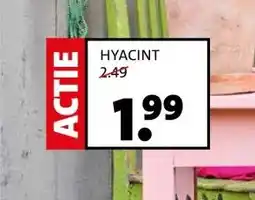 Intratuin HYACINT aanbieding