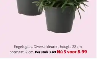 Intratuin Engels gras. aanbieding