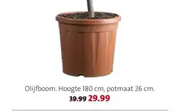 Intratuin Olijfboom. aanbieding