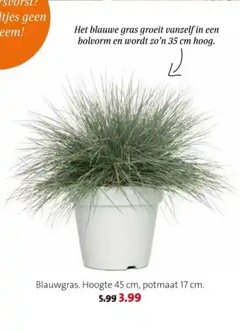 Intratuin Blauwgras. aanbieding