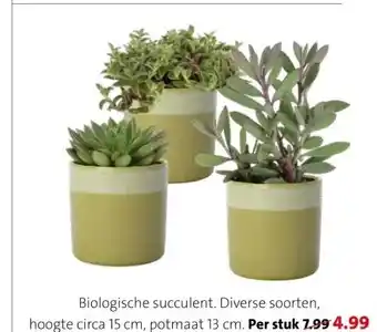 Intratuin Biologische succulent. aanbieding