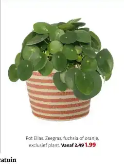 Intratuin Pot Elias. aanbieding