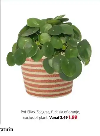 Intratuin Pot Elias. aanbieding