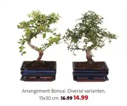 Intratuin Arrangement Bonsai. aanbieding