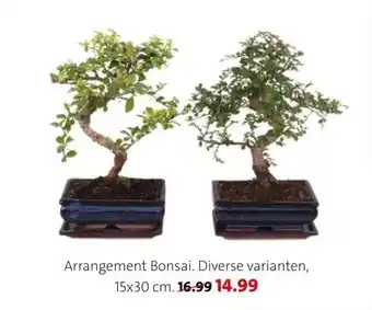 Intratuin Arrangement Bonsai. aanbieding