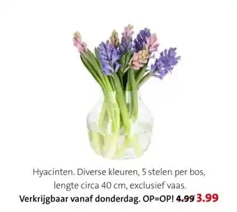 Intratuin Hyacinten. aanbieding