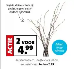 Intratuin Kersenbloesem. aanbieding