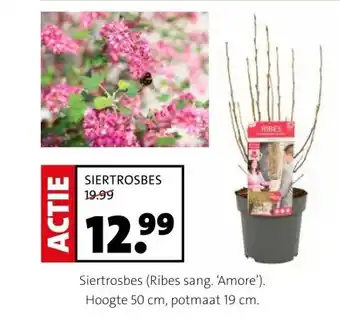 Intratuin Siertrosbes (Ribes sang. 'Amore'). Hoogte 50 cm, potmaat 19 cm. aanbieding